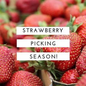 Strawberry picking